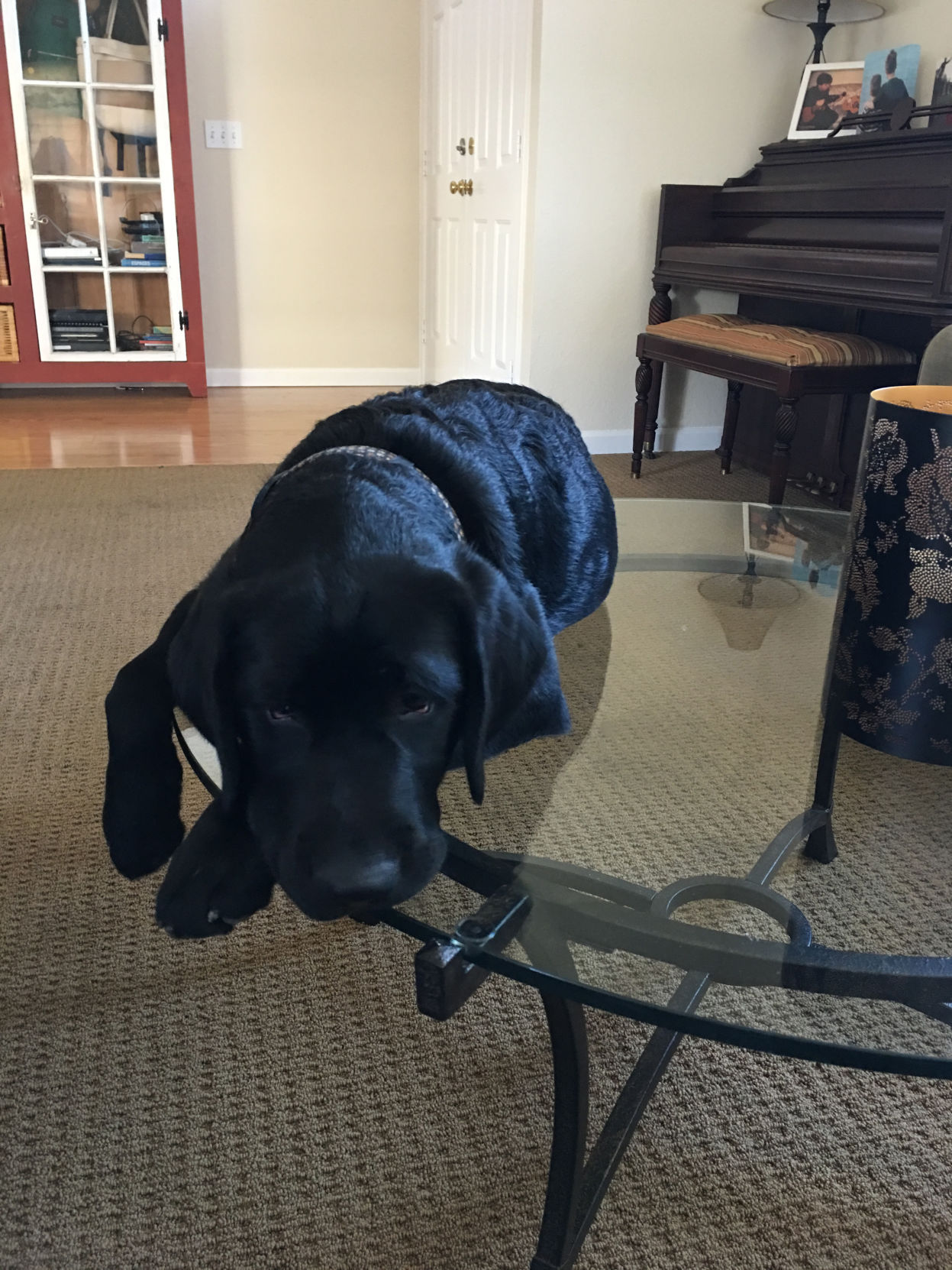 Pic of the Litter: Duncan Thomas Jordan